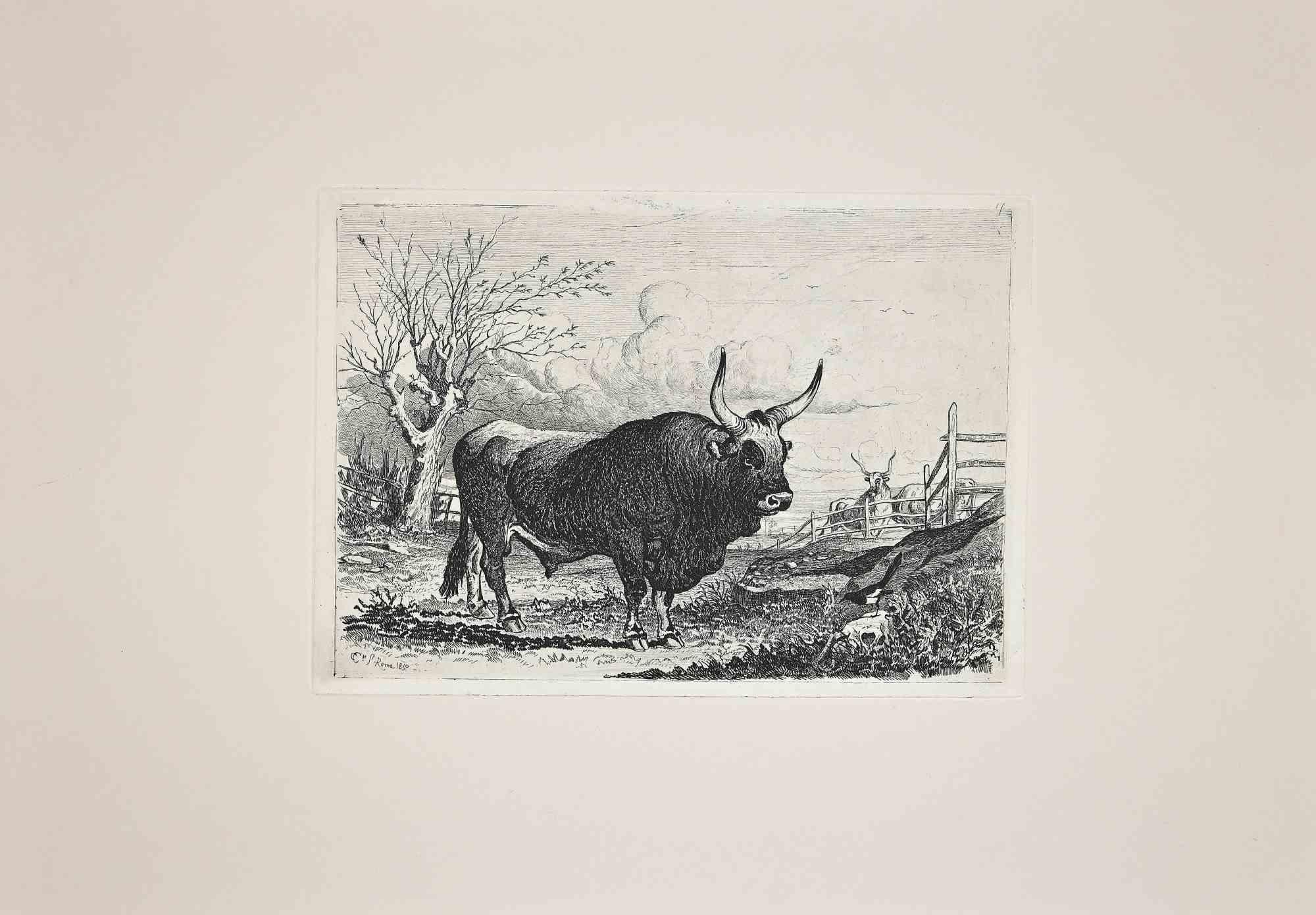 Charles Coleman Animal Print - The Bull in Roman Countryside - Original Etching by Charles Colem - 1992