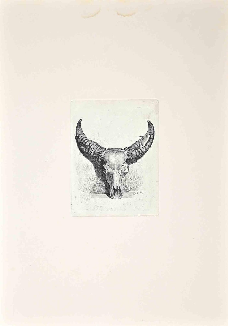 The Bull's skull is an original etching artwork realized after Charles Coleman (1807, Yorkshire - 1874, Roma) in 1992.

Signed on the plate. The rare edition of only 25 copies.

Good condition with a minor stain.

This artwork is from the album "A