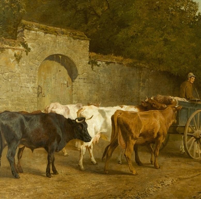collins cattle
