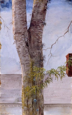 Three-Thorned Acacia, East Hartford, Connecticut
