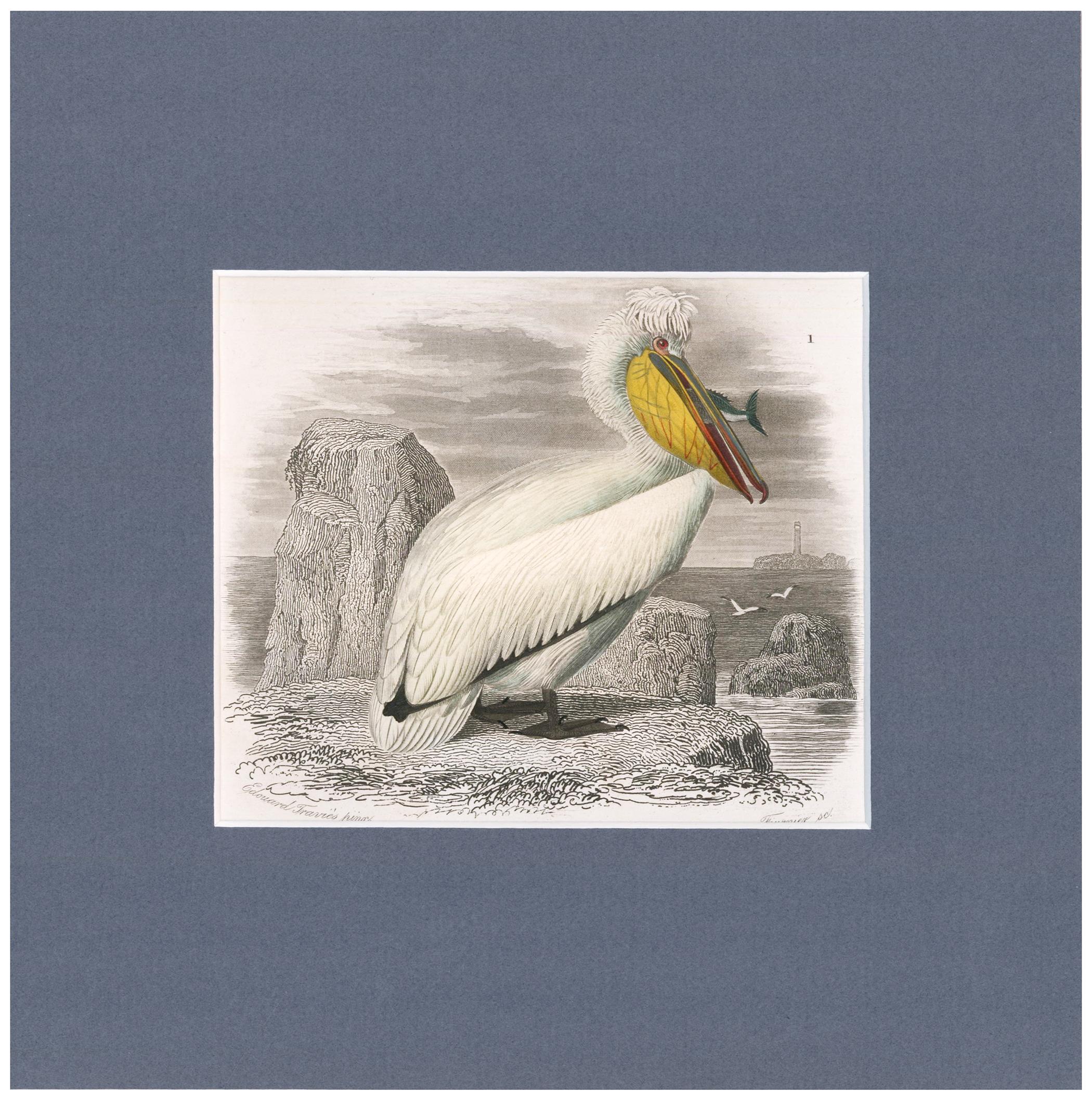 Pelican with Fish Engraving - Print by Charles D'Orbigny