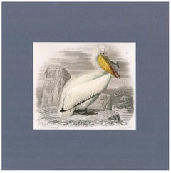 Pelican with Fish Engraving