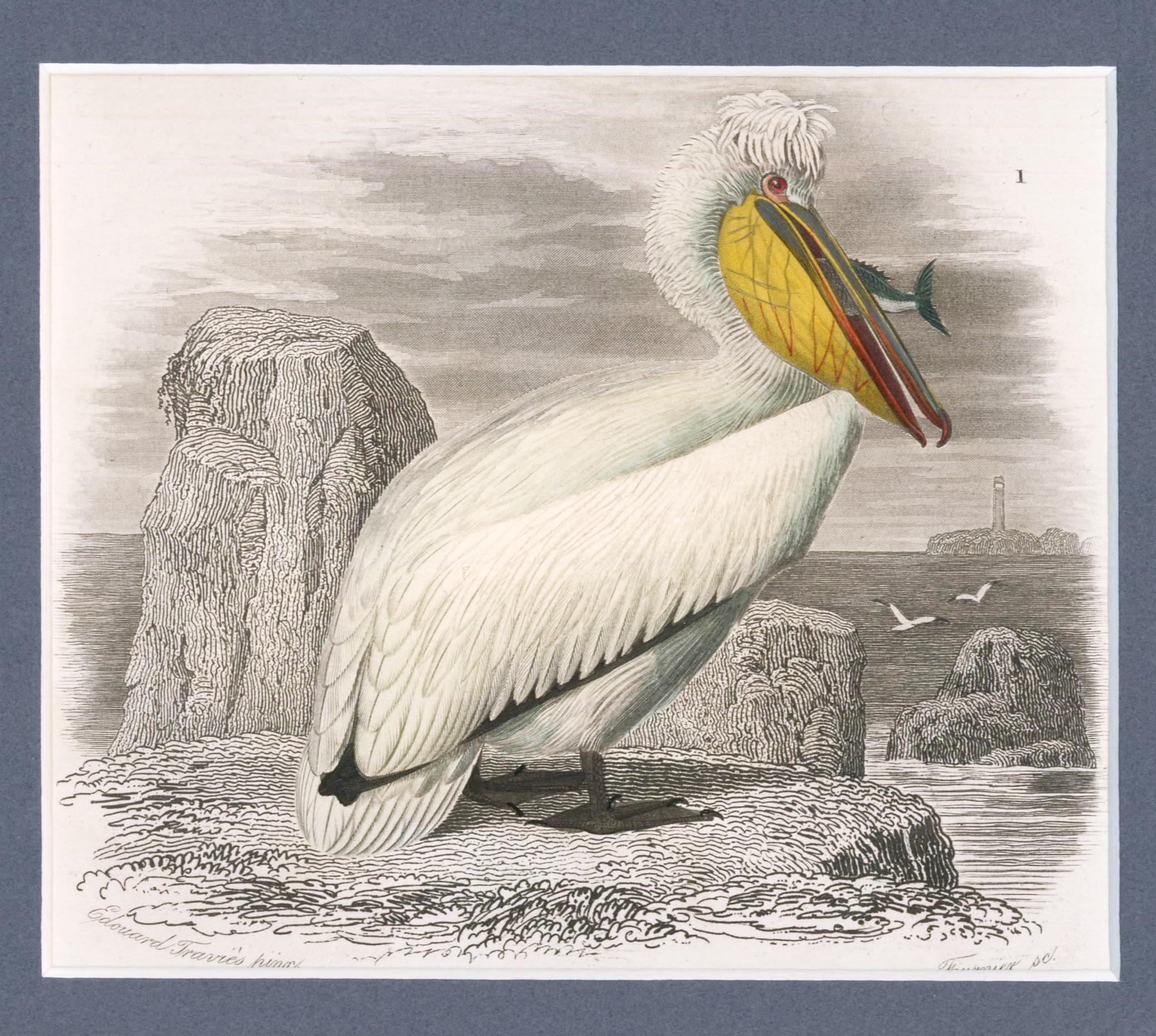 Charles D'Orbigny Animal Print - Pelican with Fish Engraving