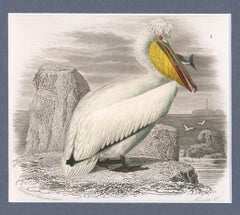 Pelican with Fish Engraving