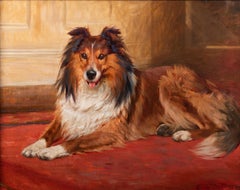 A collie lying down