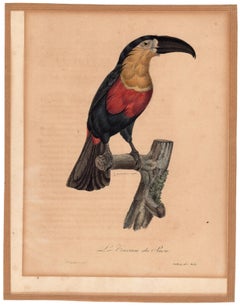 Le Toucan du Para.