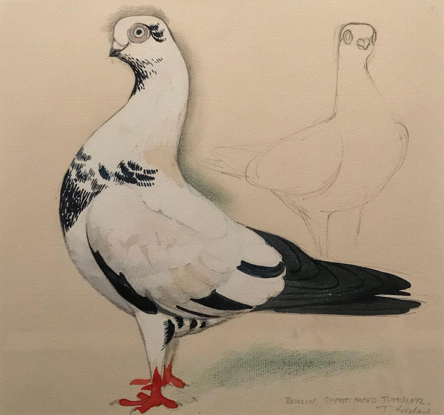 A Berlin short-faced tumber pigeon - Painting by Charles Frederick Tunnicliffe