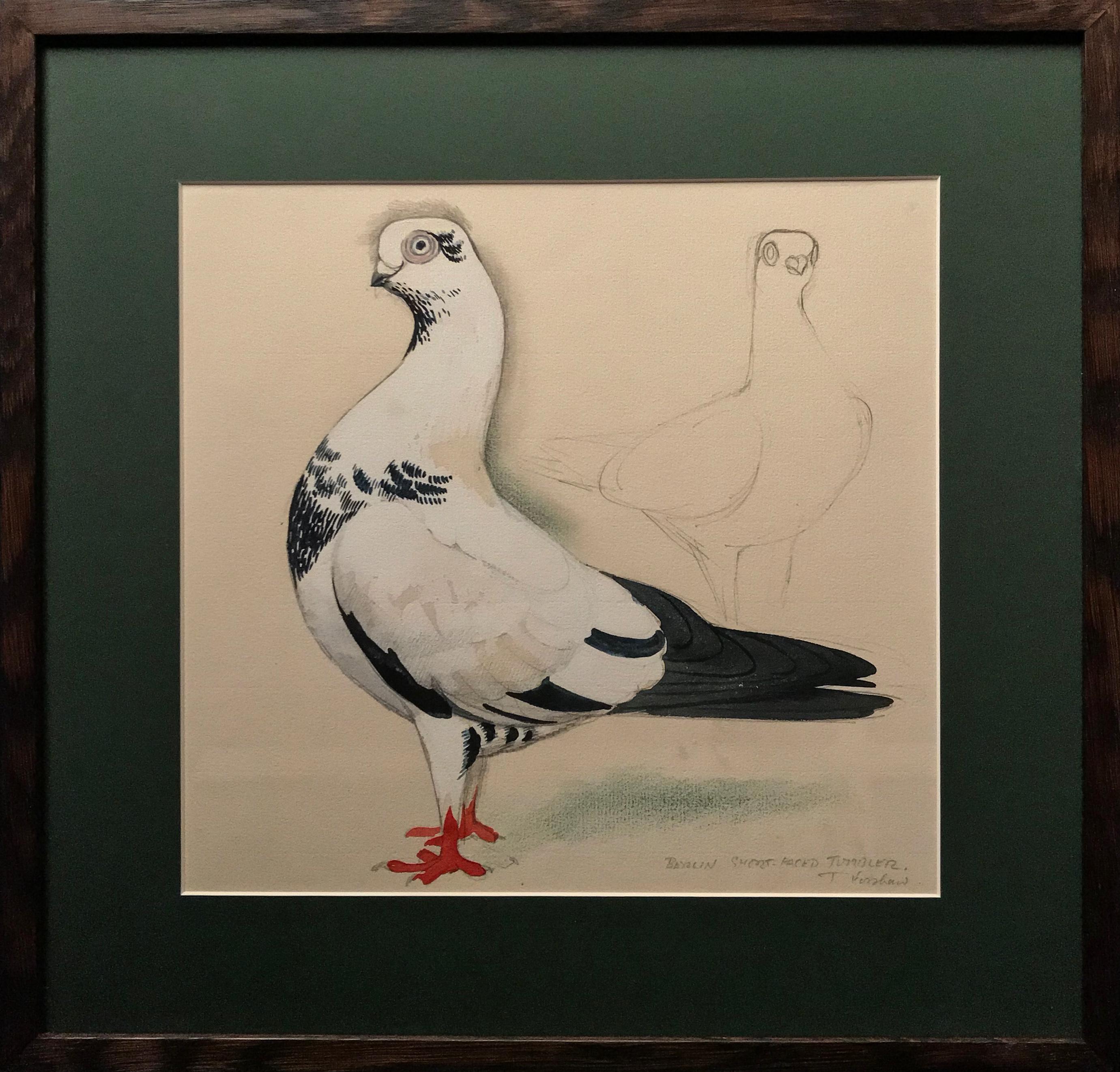A Berlin short-faced tumber pigeon