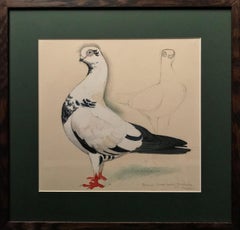 A Berlin short-faced tumber pigeon