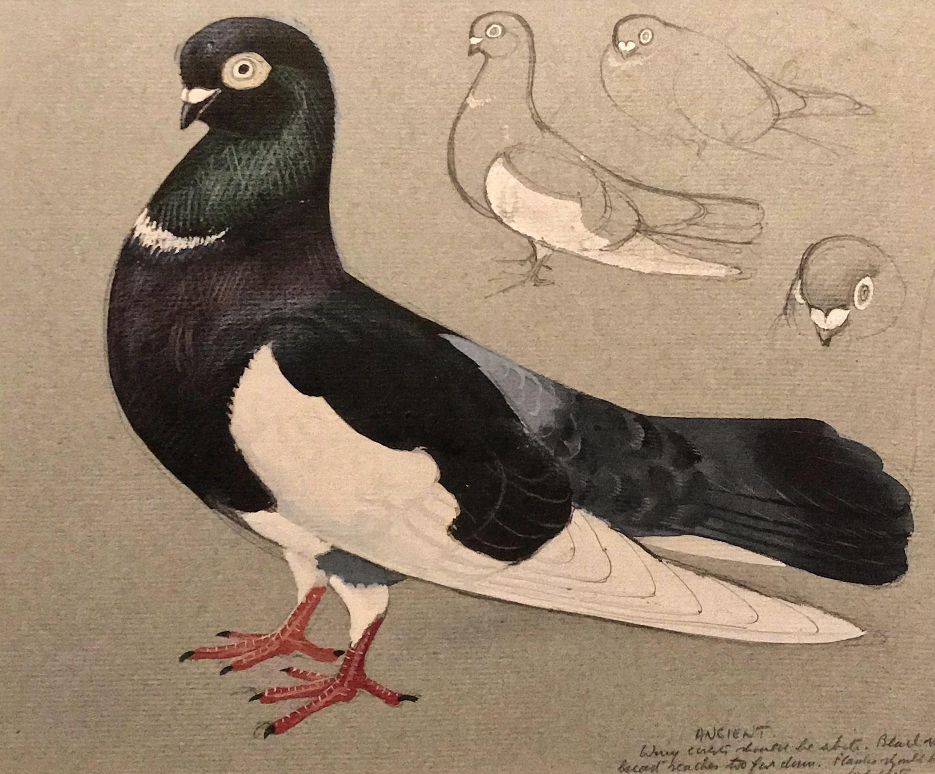 An ancient tumber pigeon - Painting by Charles Frederick Tunnicliffe