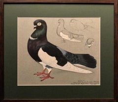 An ancient tumber pigeon