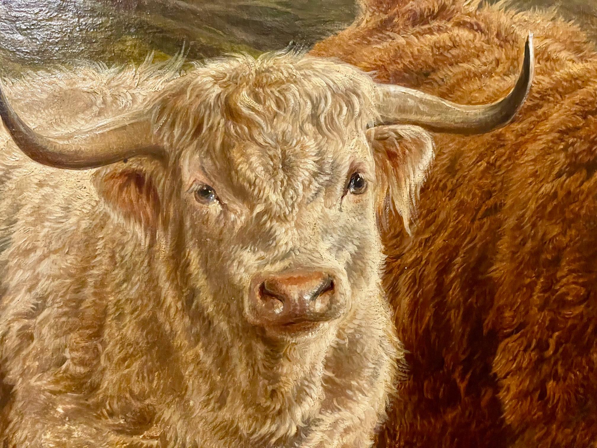 Highland Cattle For Sale 10