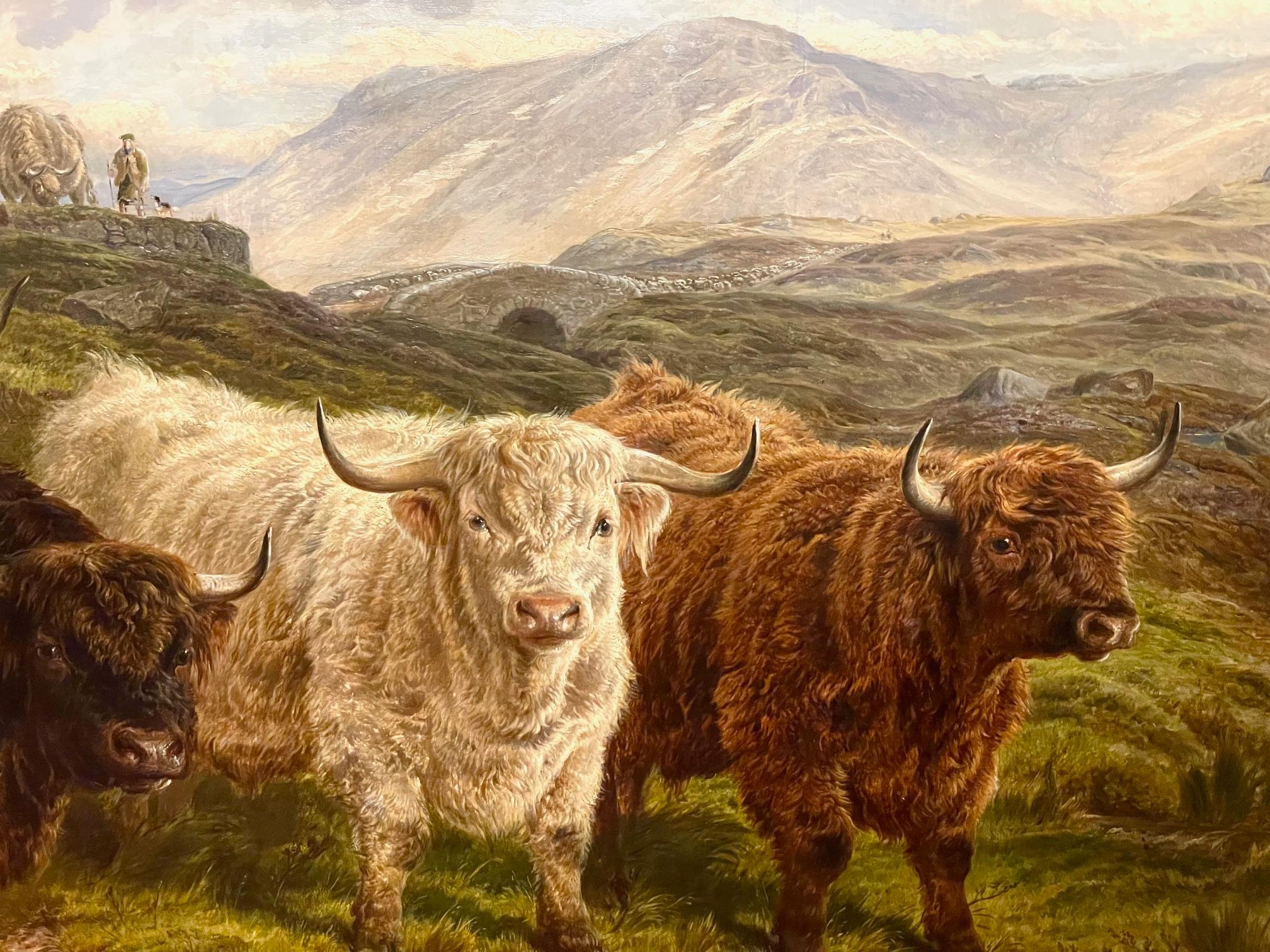 Highland Cattle For Sale 3