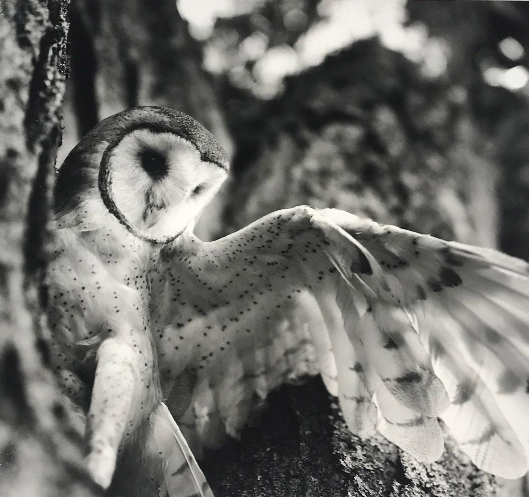 Charles Lindsay Figurative Photograph - Barn Owl