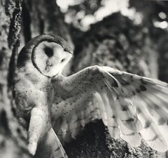 Used Barn Owl