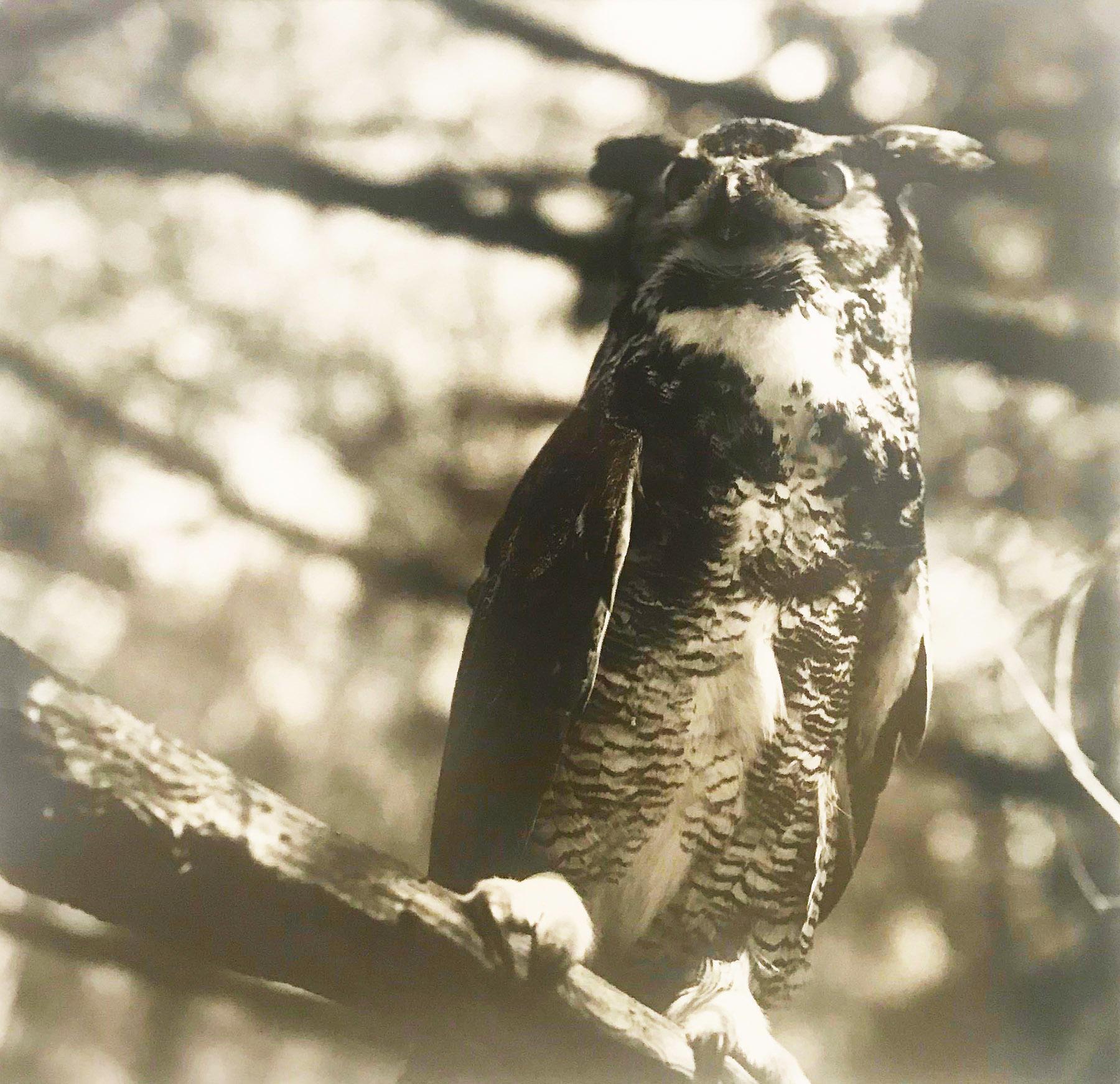 Charles Lindsay Figurative Photograph – Great Horned Owl, Große