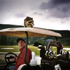 Racoon, Yellowstone Club, Montana