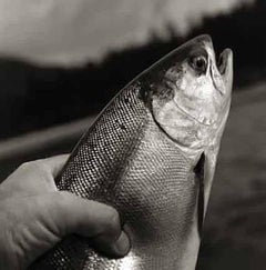 Salmón, Ed 1/15
