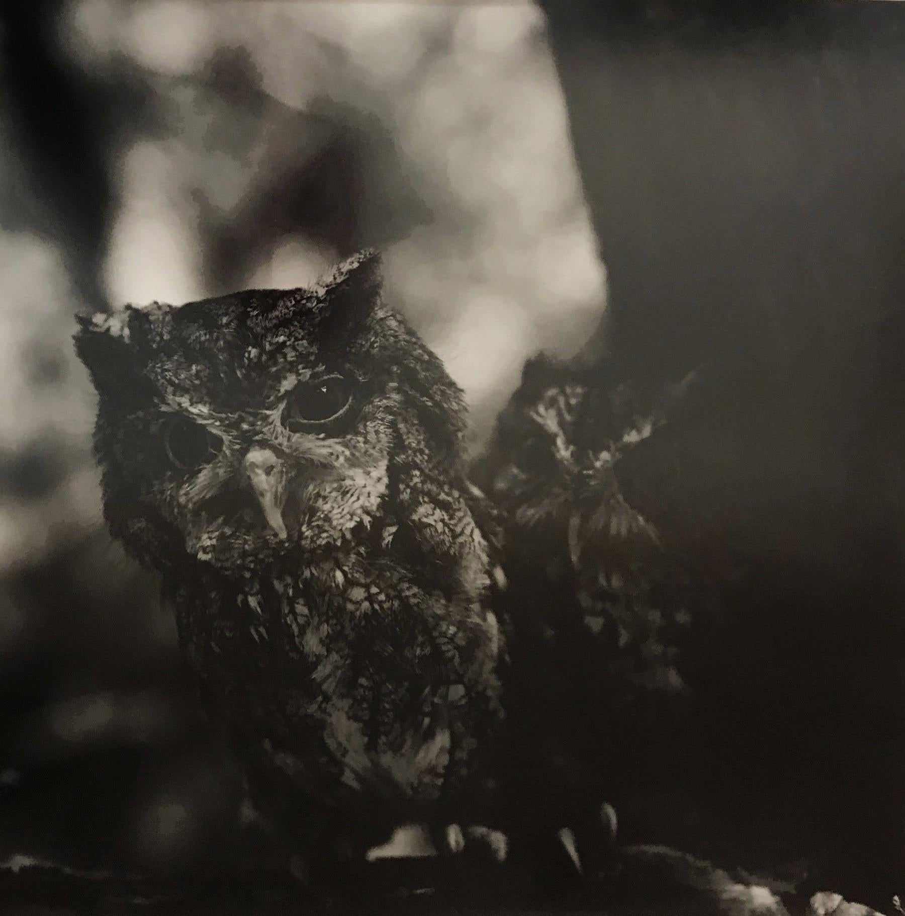 Charles Lindsay Figurative Photograph - Screech Owls