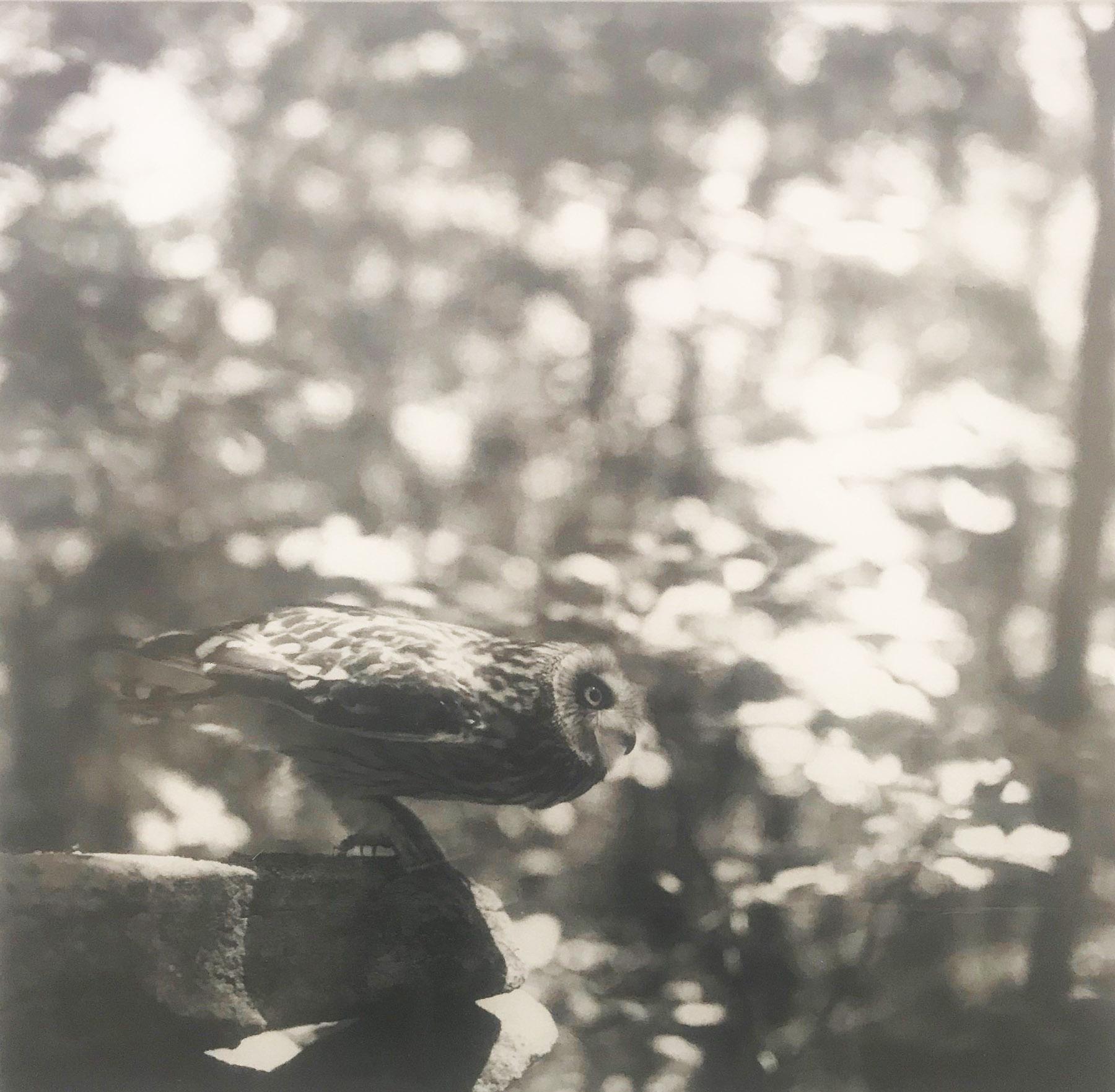 Charles Lindsay Figurative Photograph – Eine mit Flügeln besetzte Eule