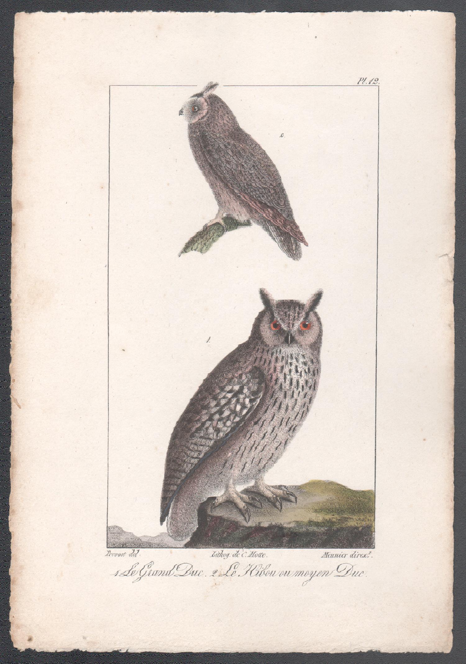 'Le Grand Duc - Le Hibou ou moyen Duc', Owls, French bird lithograph print, 1832 - Print by Charles Motte