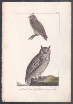 „Le Grand Duc – Le Hibou ou moyen Duc“, Eulen, Französischer Vogellithographiedruck, 1832