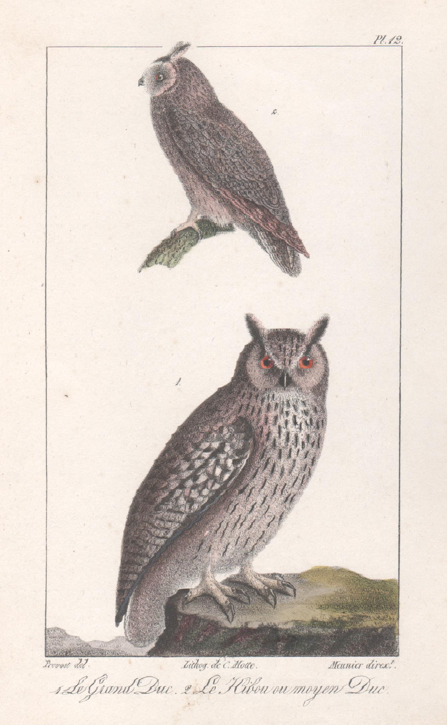 Charles Motte Animal Print - 'Le Grand Duc - Le Hibou ou moyen Duc', Owls, French bird lithograph print, 1832