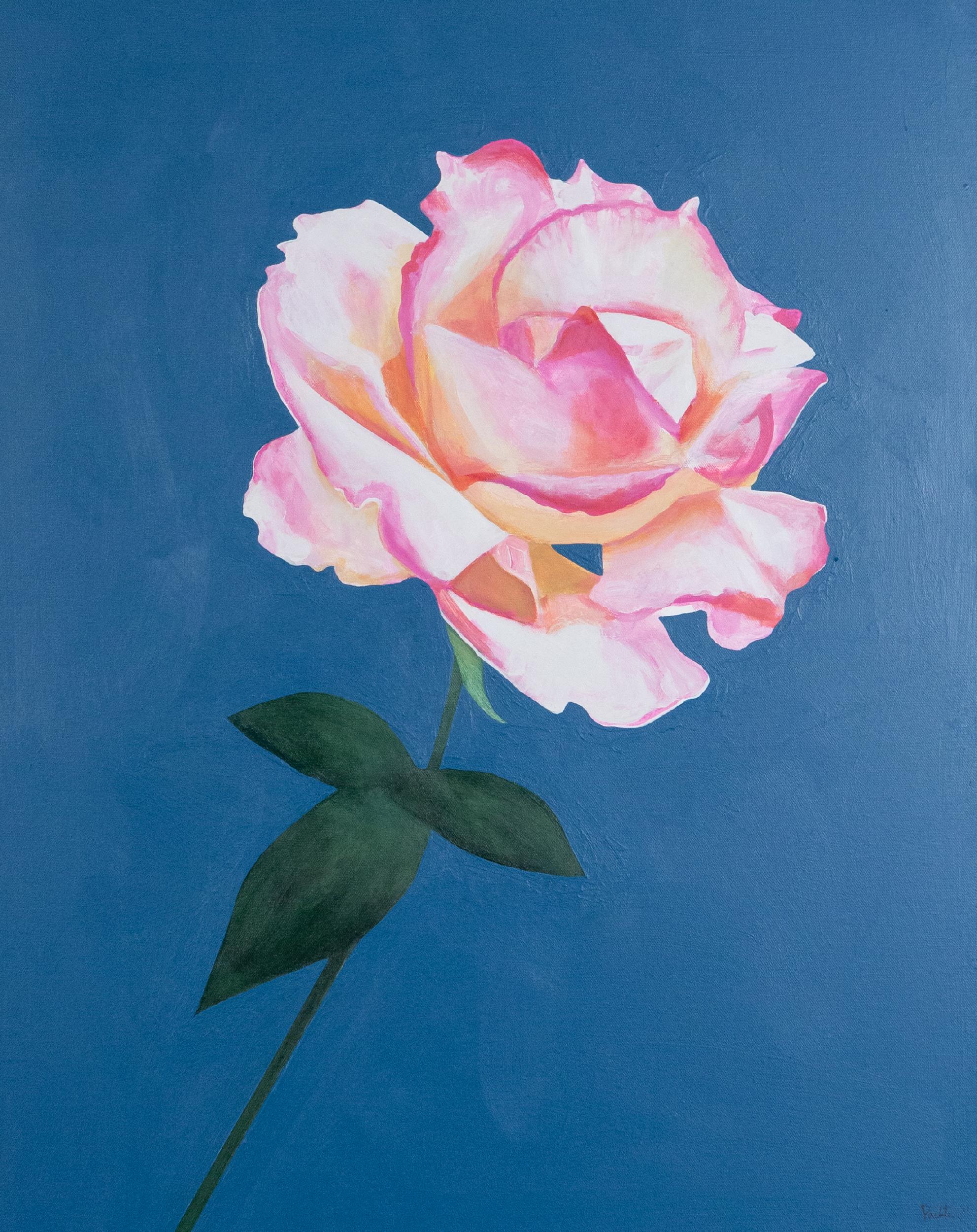 Rosa de agosto en venta 3