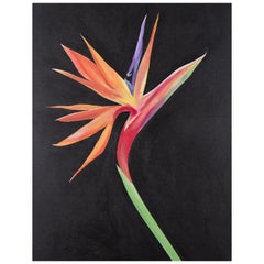 Bird of Paradise