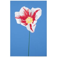 Grand Tulip