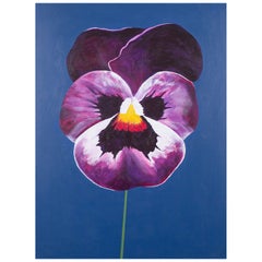 Pansy pourpre