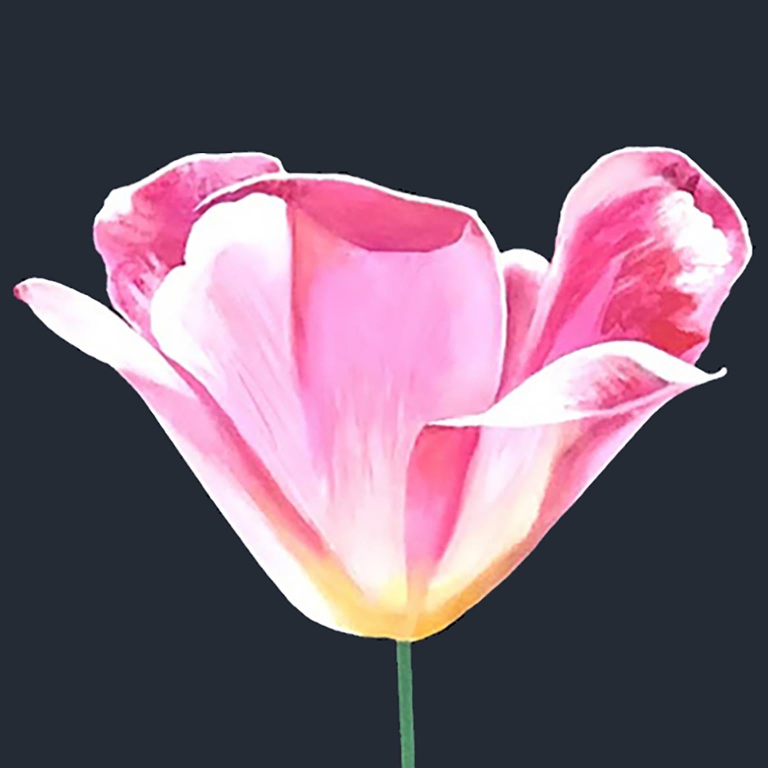 Pink Tulip - Print by Charles Pachter