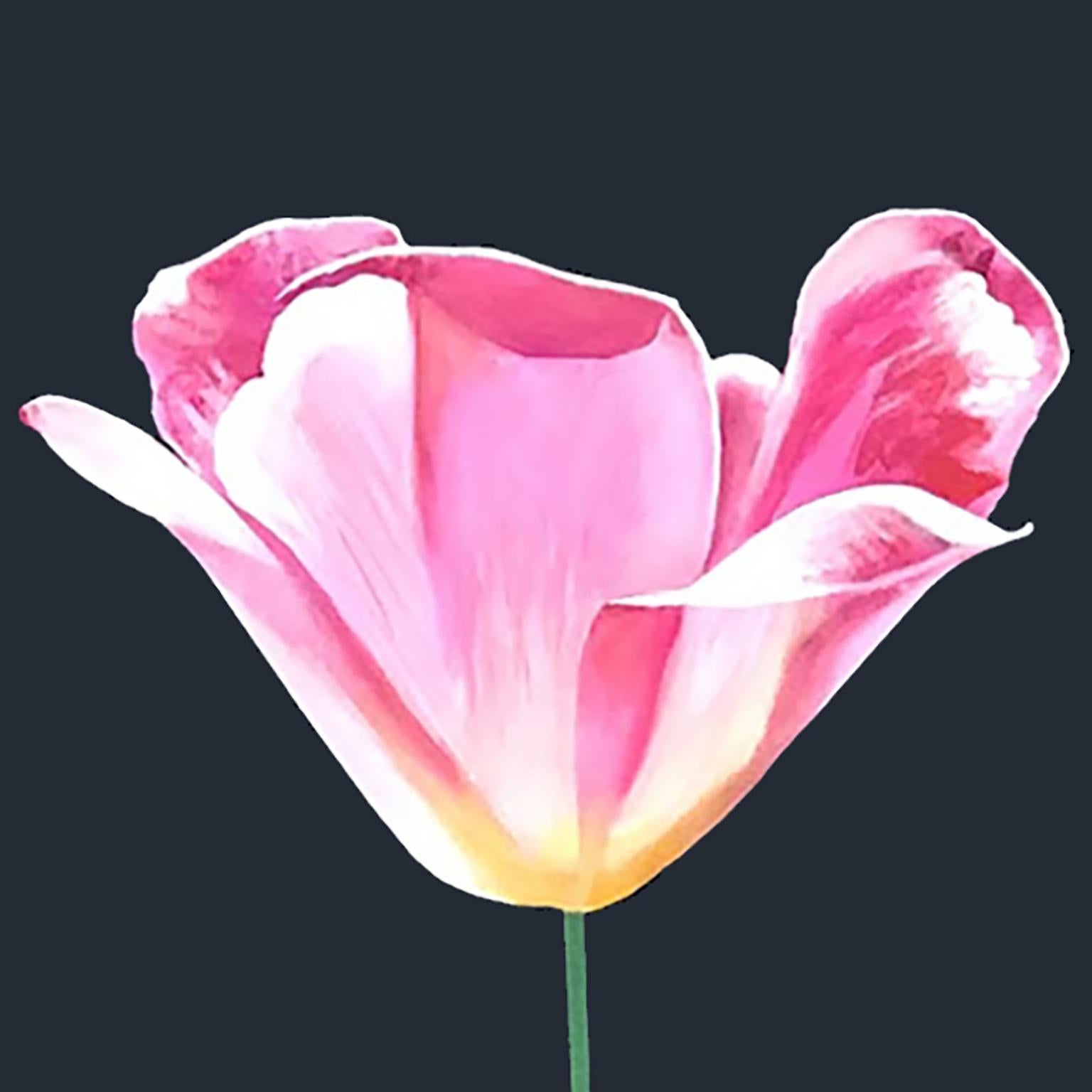 Tulipano rosa - Painting di Charles Pachter