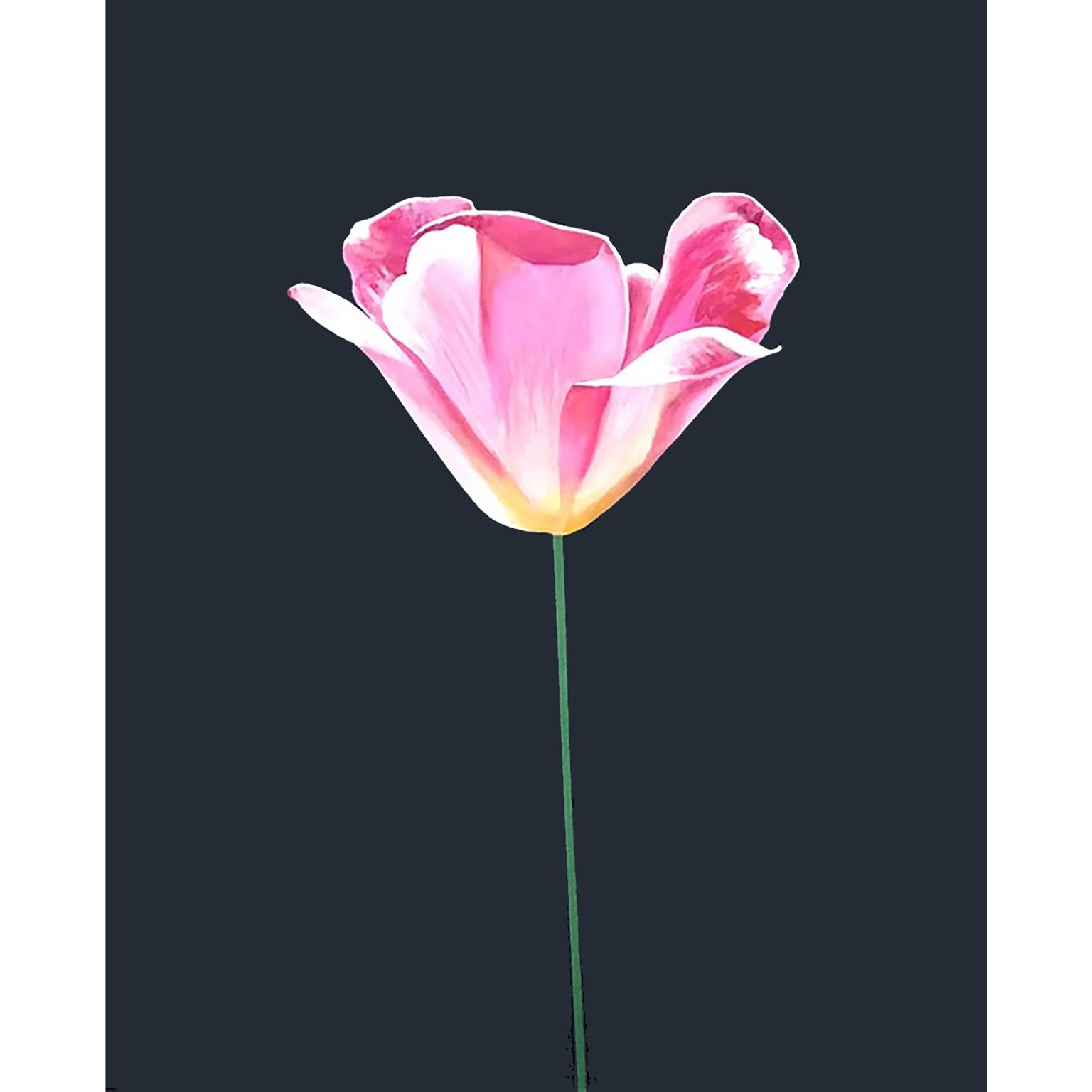 Still-Life Painting di Charles Pachter - Tulipano rosa