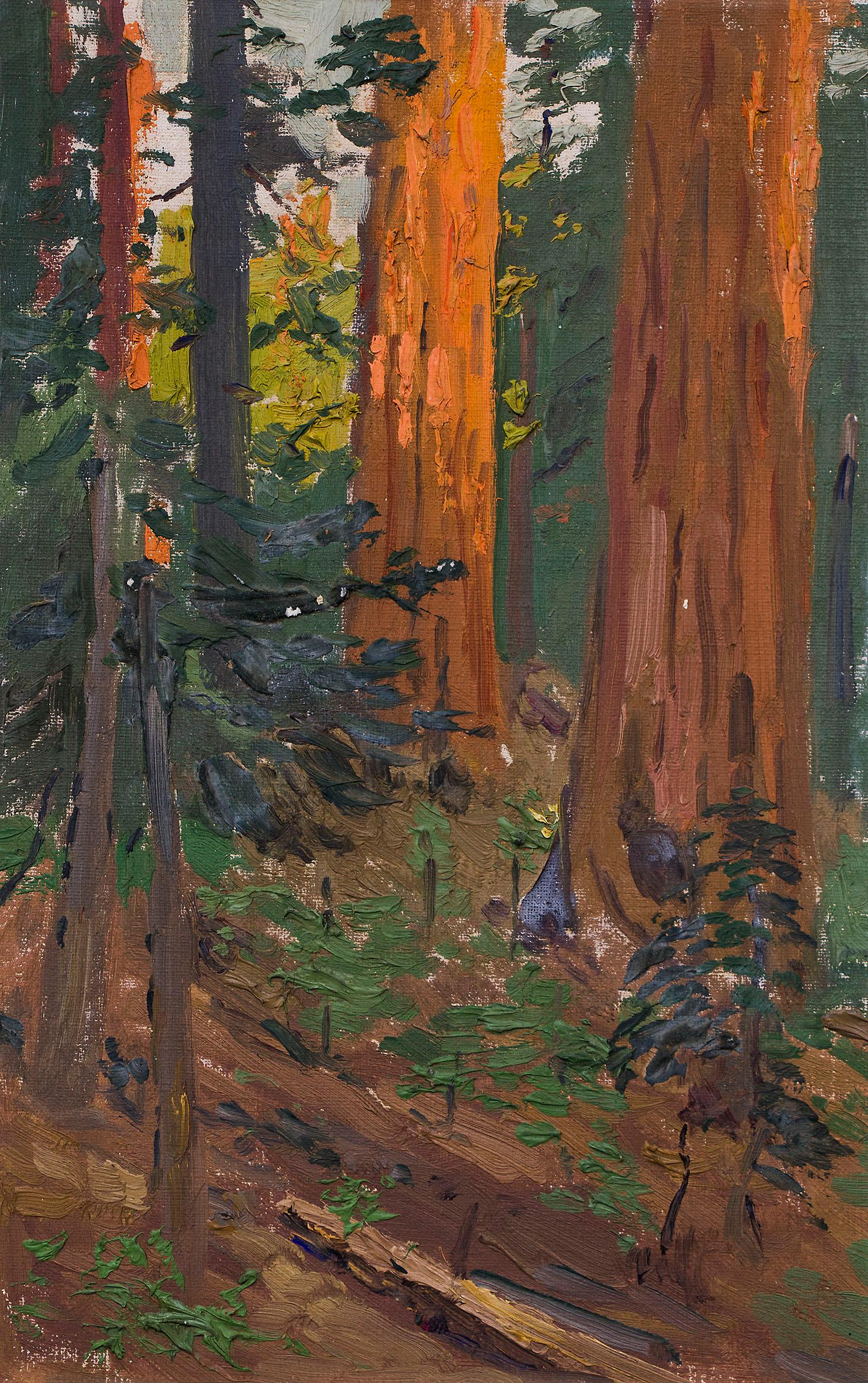 redwood tree painting