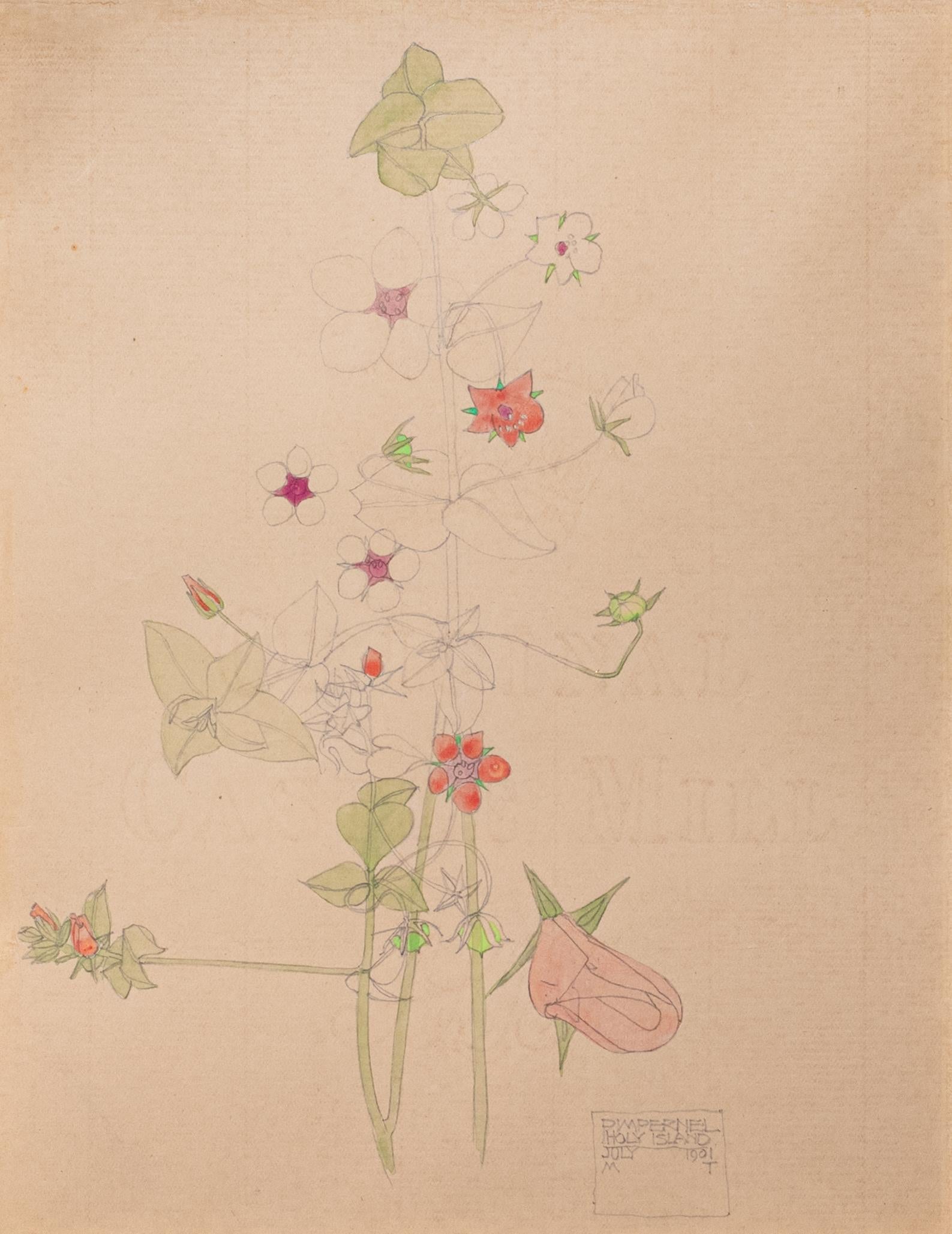 Art Nouveau "Pimpernel" original floral watercolor by Charles Rennie Mackintosh