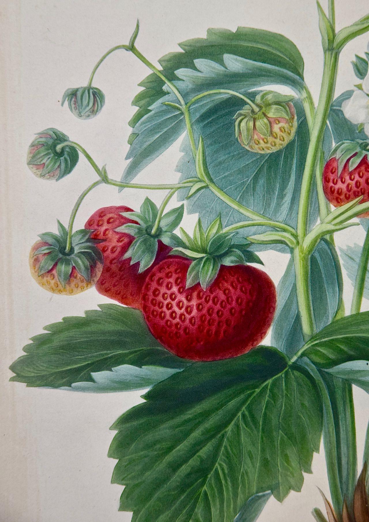 Flowering Strawberry Plants with Fruit: A 19th Century Hand-colored Engraving - Print by Charles Robertson