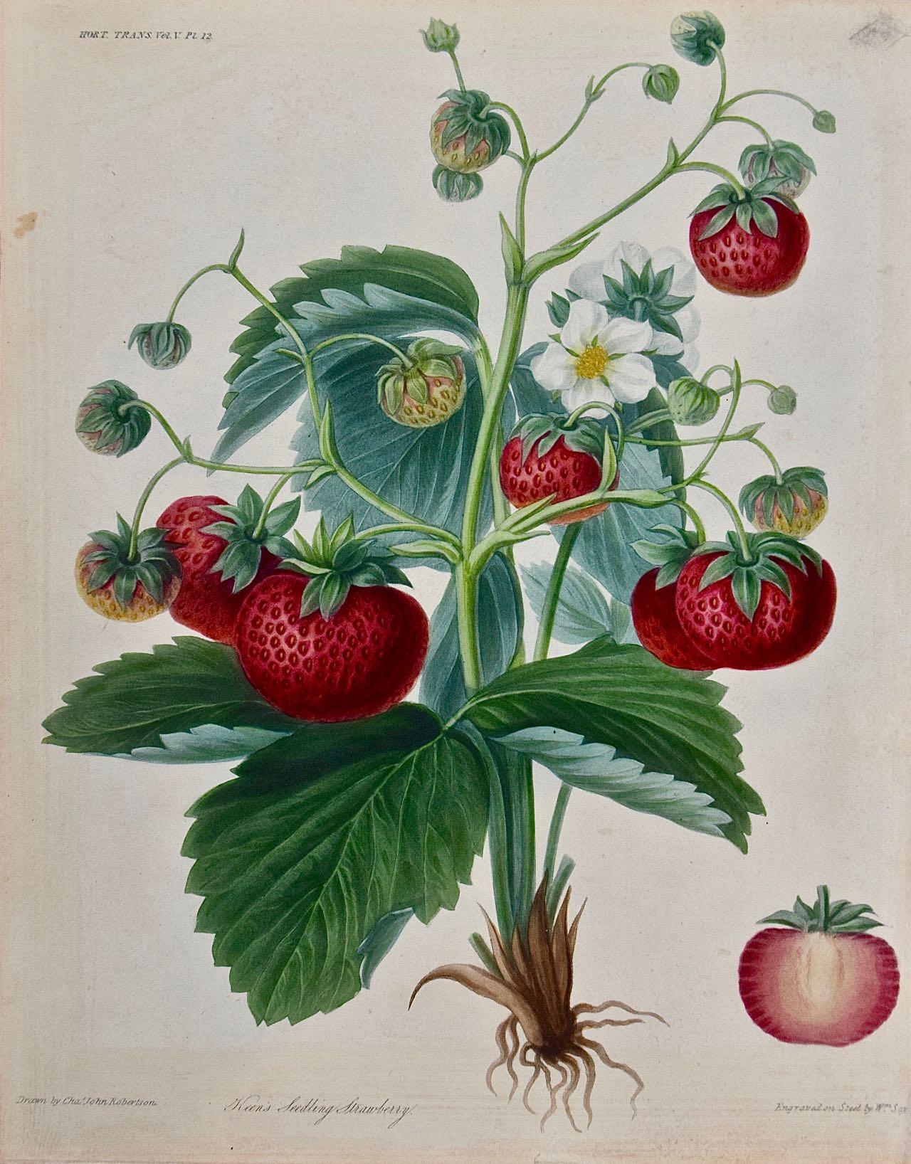 Charles Robertson Landscape Print - Flowering Strawberry Plants with Fruit: A 19th Century Hand-colored Engraving