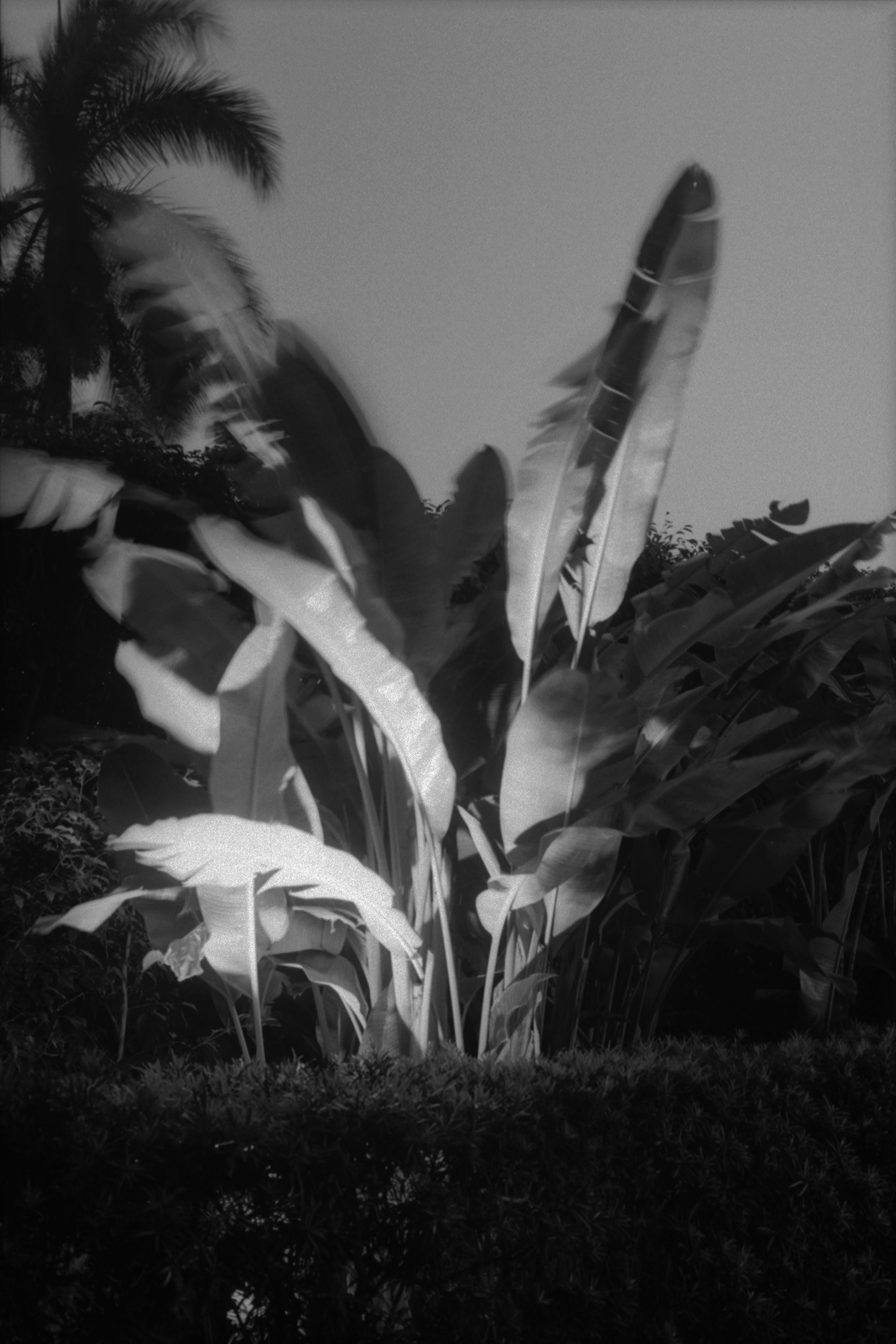 Charles Ruger Black and White Photograph - Night Palm (Palm Beach)