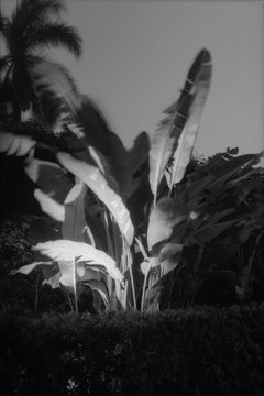 Night Palm (Palm Beach)