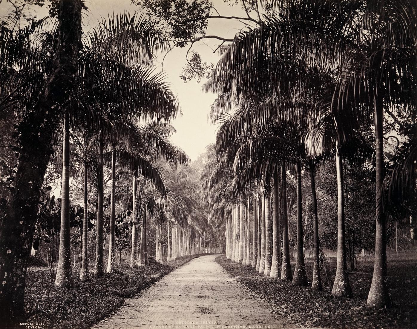 Charles Scowen Landscape Photograph - Avenue of Cabbage Palms, Peradeniya Gardens, 1880