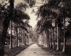 Avenue of Cabbage Palms, Peradeniya-Gärten, 1880
