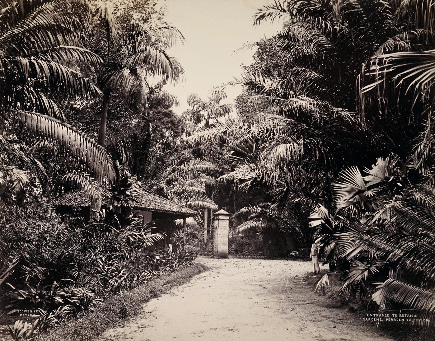 Charles Scowen Black and White Photograph - Entrance To Botanic Gardens, Peradeniya, Ceylon, 1880