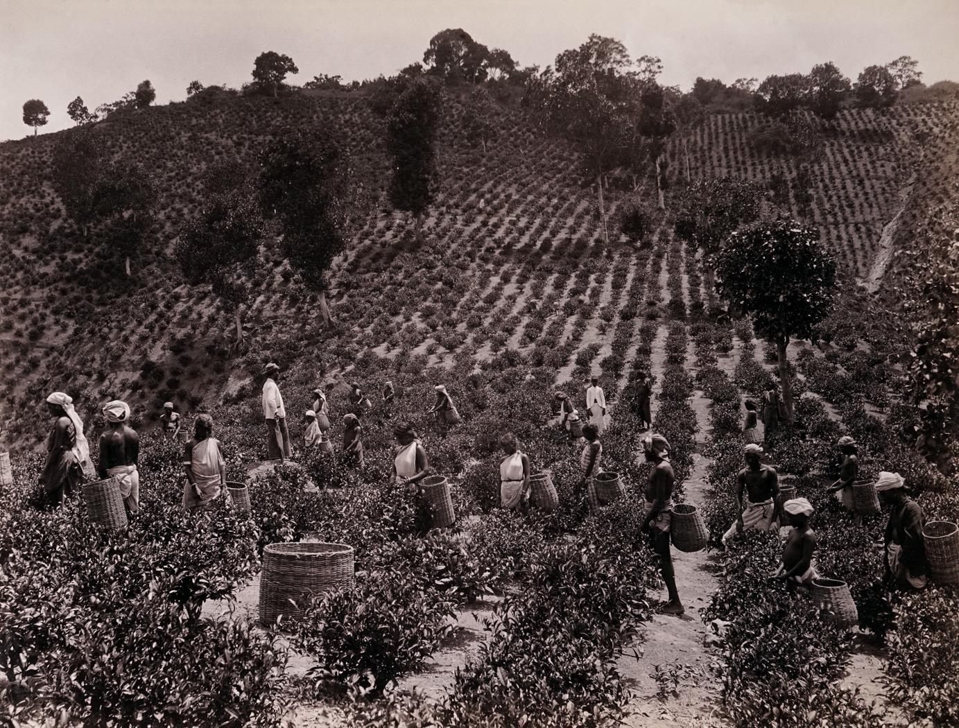 Charles Scowen Landscape Photograph - Plucking Tea Leaf - Holton Estate, Panwila, 1880