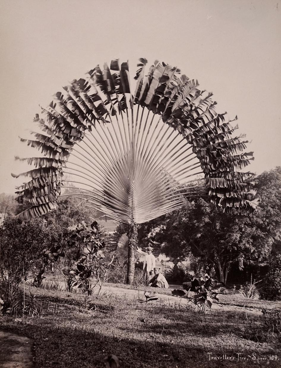 Charles Scowen Landscape Photograph - Traveller's Tree, 1880