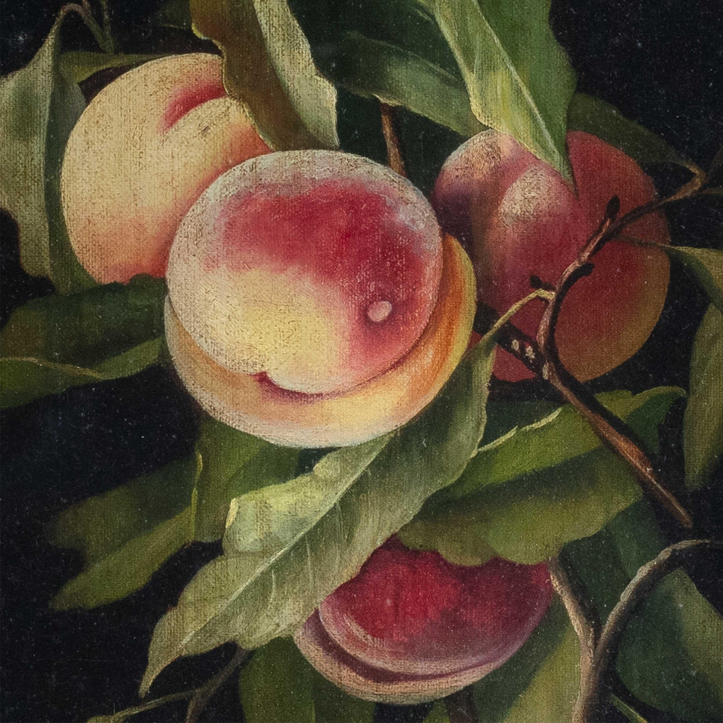 Charles Bale ( Britischer Maler) – Stilllebenmalerei des 19. Jahrhunderts – Pfirsiche (Naturalismus), Painting, von CHARLES THOMAS BALE