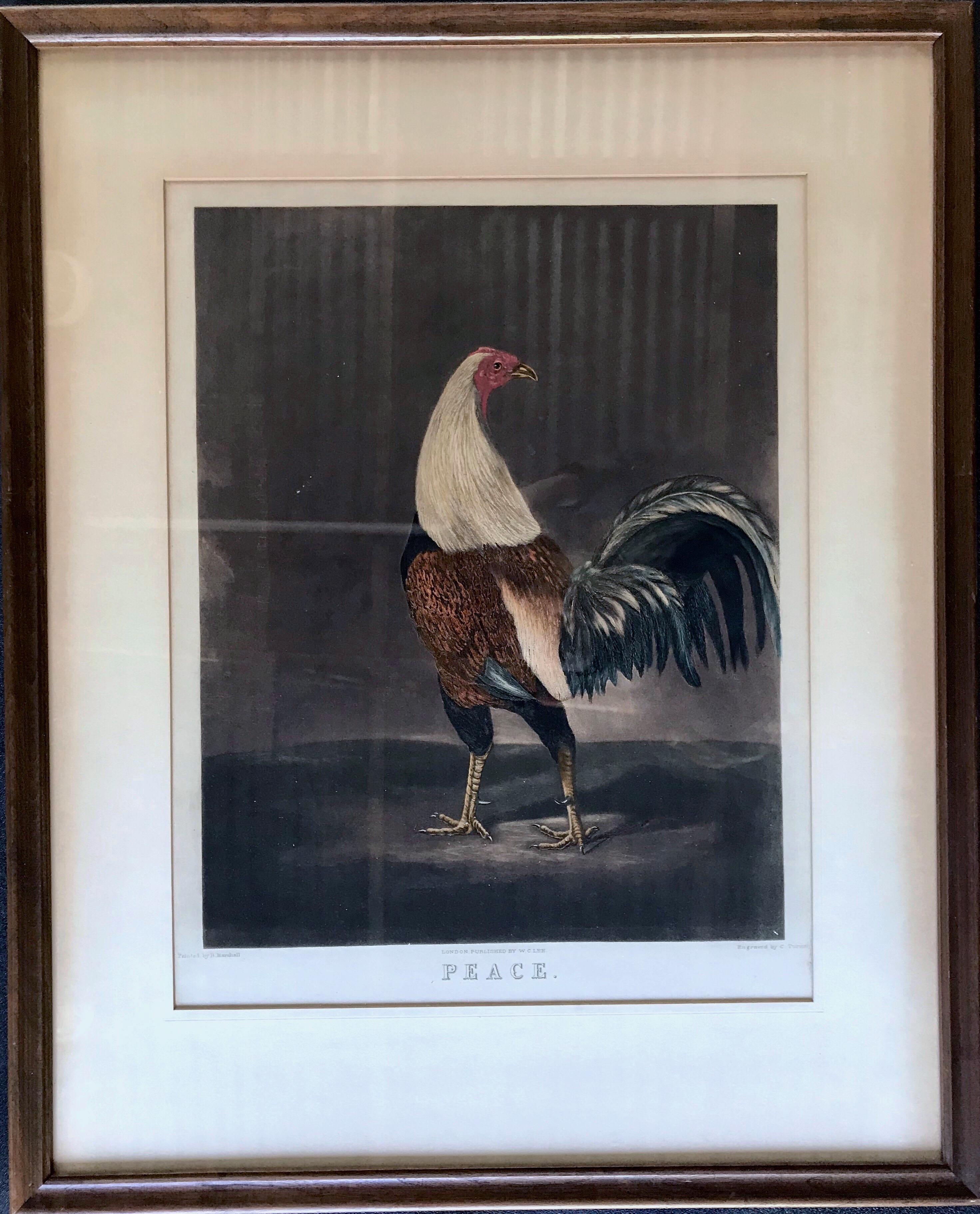 Pair of Framed Engravings of Cock Fighting Birds, Titled 