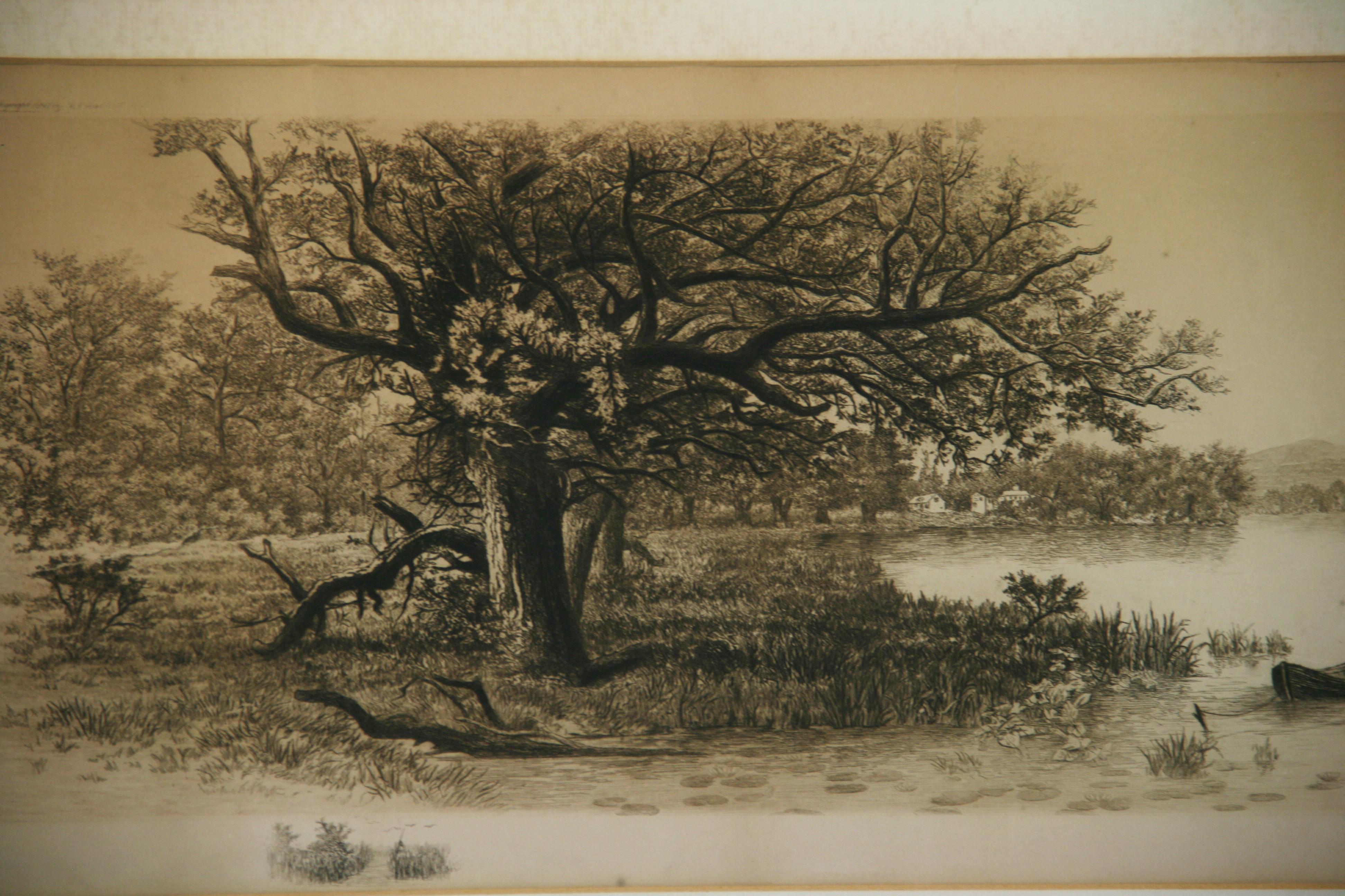 oak tree engraving