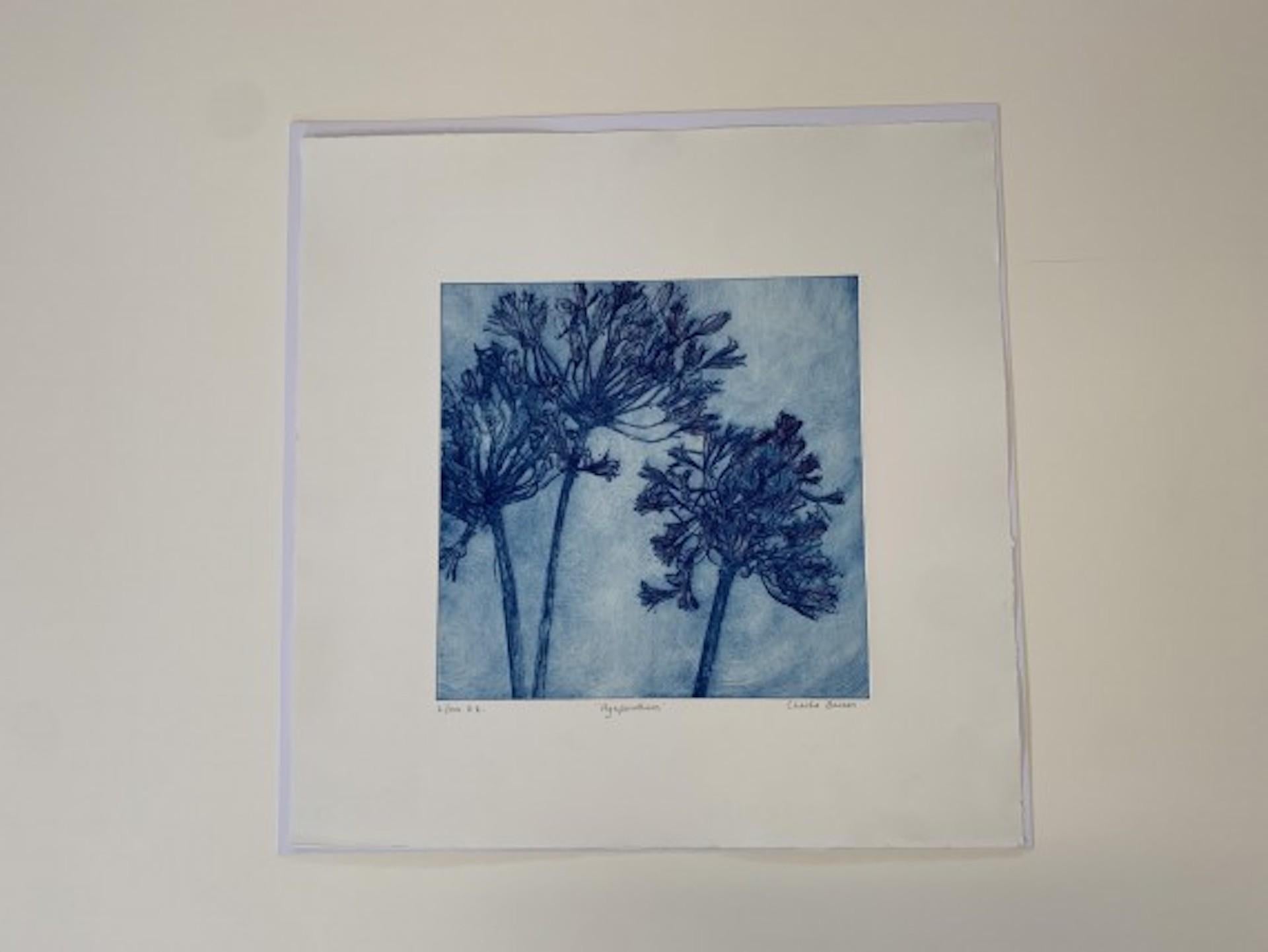 Charlie Davies, Agapanthus, Impresión floral de edición limitada, Arte asequible en venta 2