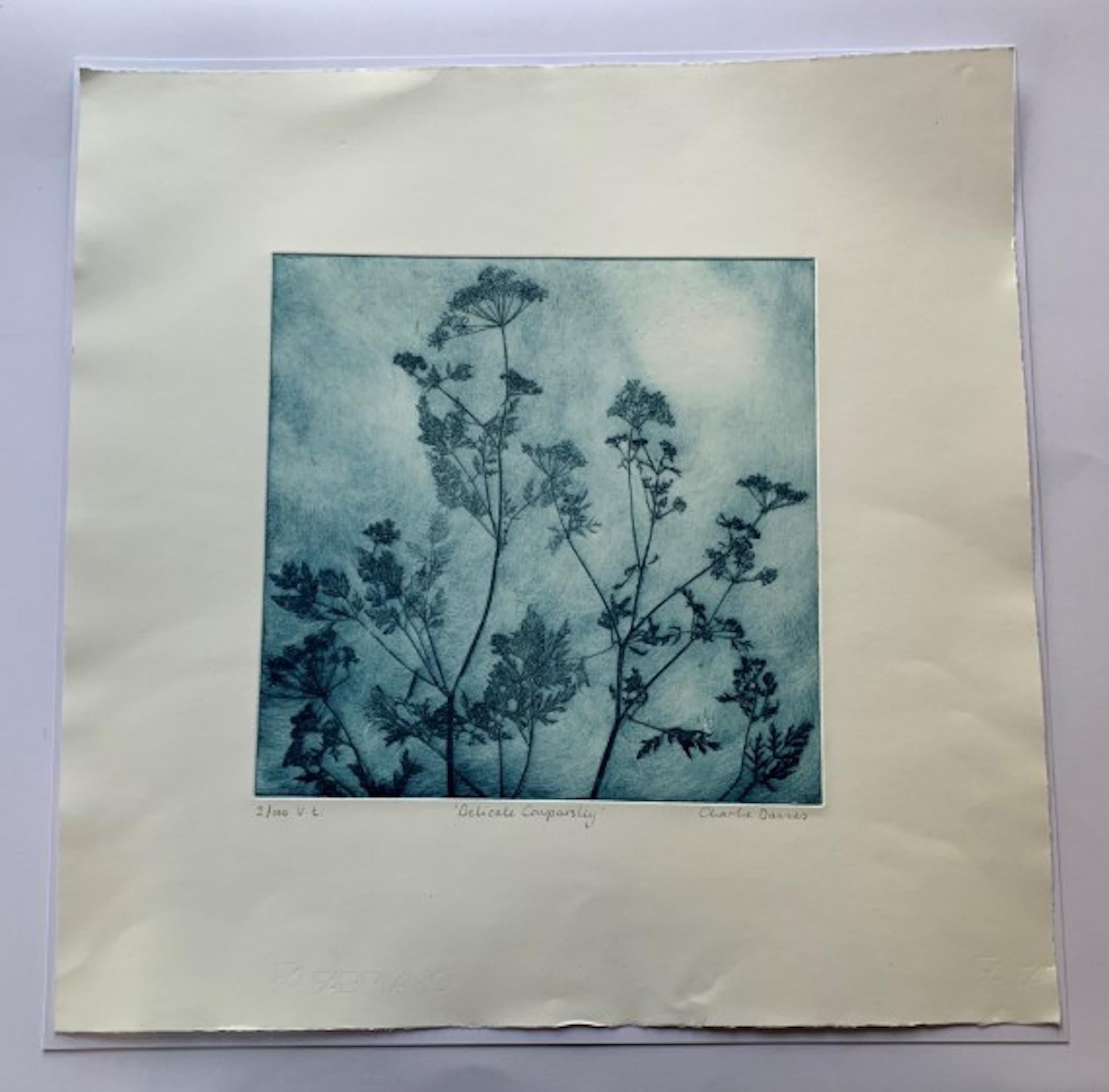 Delicate Cowparsley by Charlie Davies is a limited edition print made using real flowers and fauna from nature to make the etching plate. Part of the printmaking process that Charlie has so tastefully mastered produces slight variations when rubbing